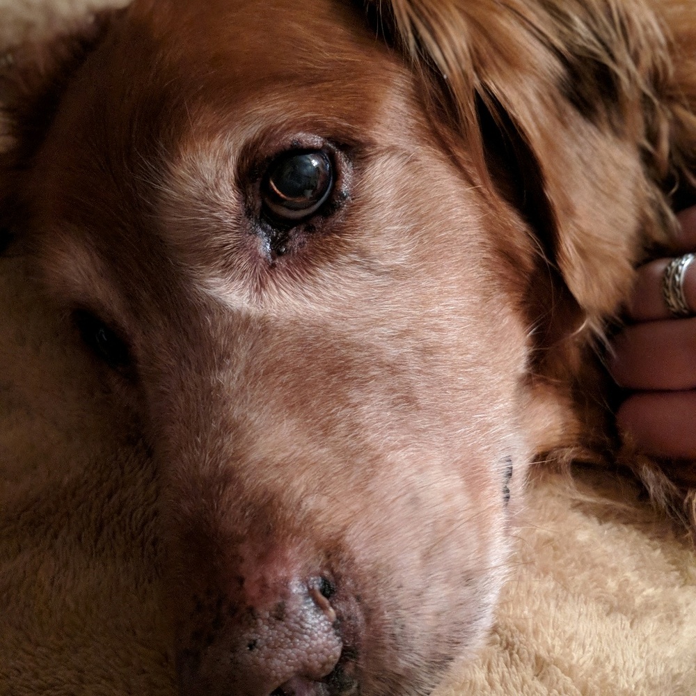 Meet your Posher, Nikki